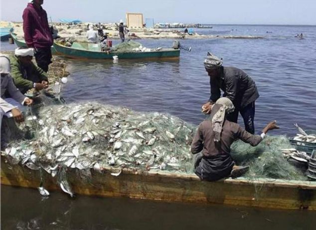 أسماك بحيرة البردويل، كلمتك