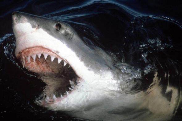 إدارة مصايف الإسكندرية: الشواطيء آمنة وموطن سمك القرش يبعد عنها 3 كم