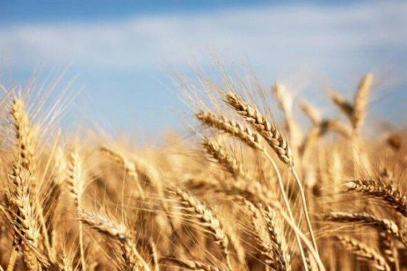«السلع التموينية» تعلن عن ممارسة عالمية لاستيراد القمح