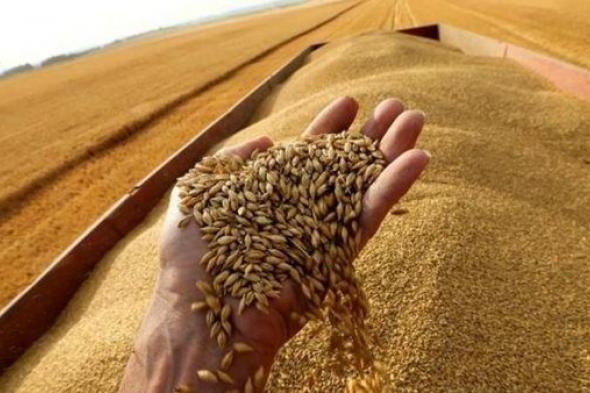 التموين: الوصول إلى المستهدف من توريد القمح المحلي بنحو 3.5 مليون طن